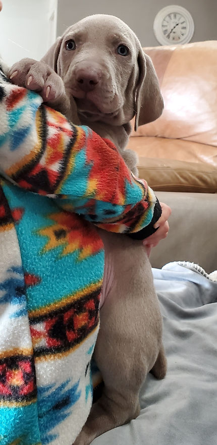 pups5wks1.jpg