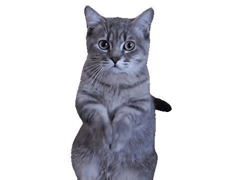 giphy.gif