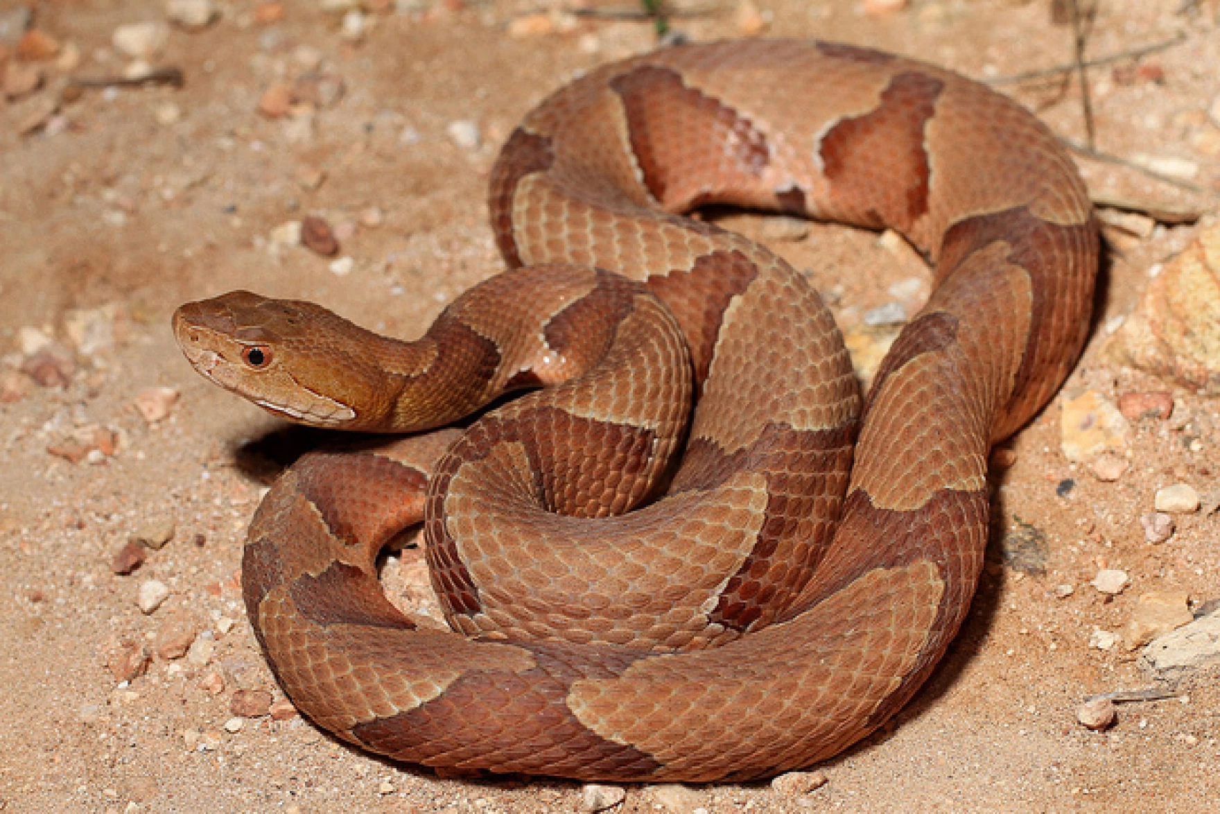 copperhead.webp