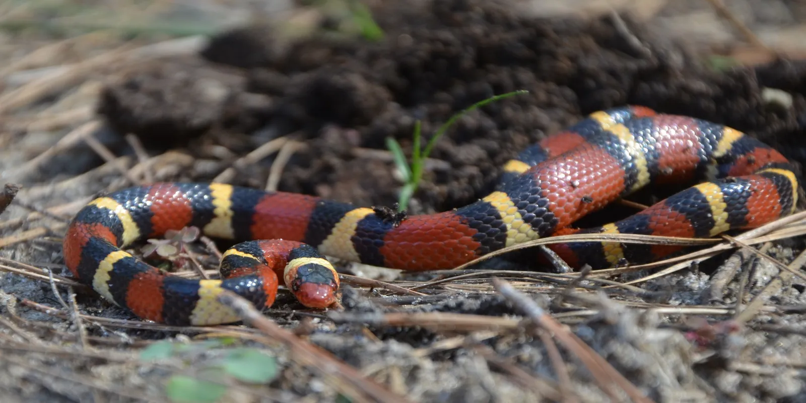 scarlet kingsnake.webp