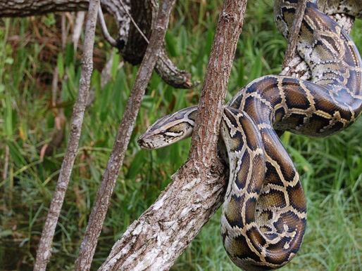New Tech in the Fight Against the Python Invasion