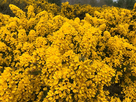 IMG_3451.jpeg