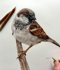 'Sparrow Study no. 2' (male) in coloured pencil  by Anna Bogusz