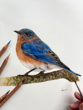 A realistic bluebird on a branch in coloured pencil and watercolour.