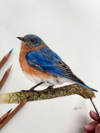 A realistic bluebird on a branch in coloured pencil and watercolour by Anna Bogusz.