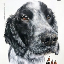 Tanner cocker spaniel in coloured pencil