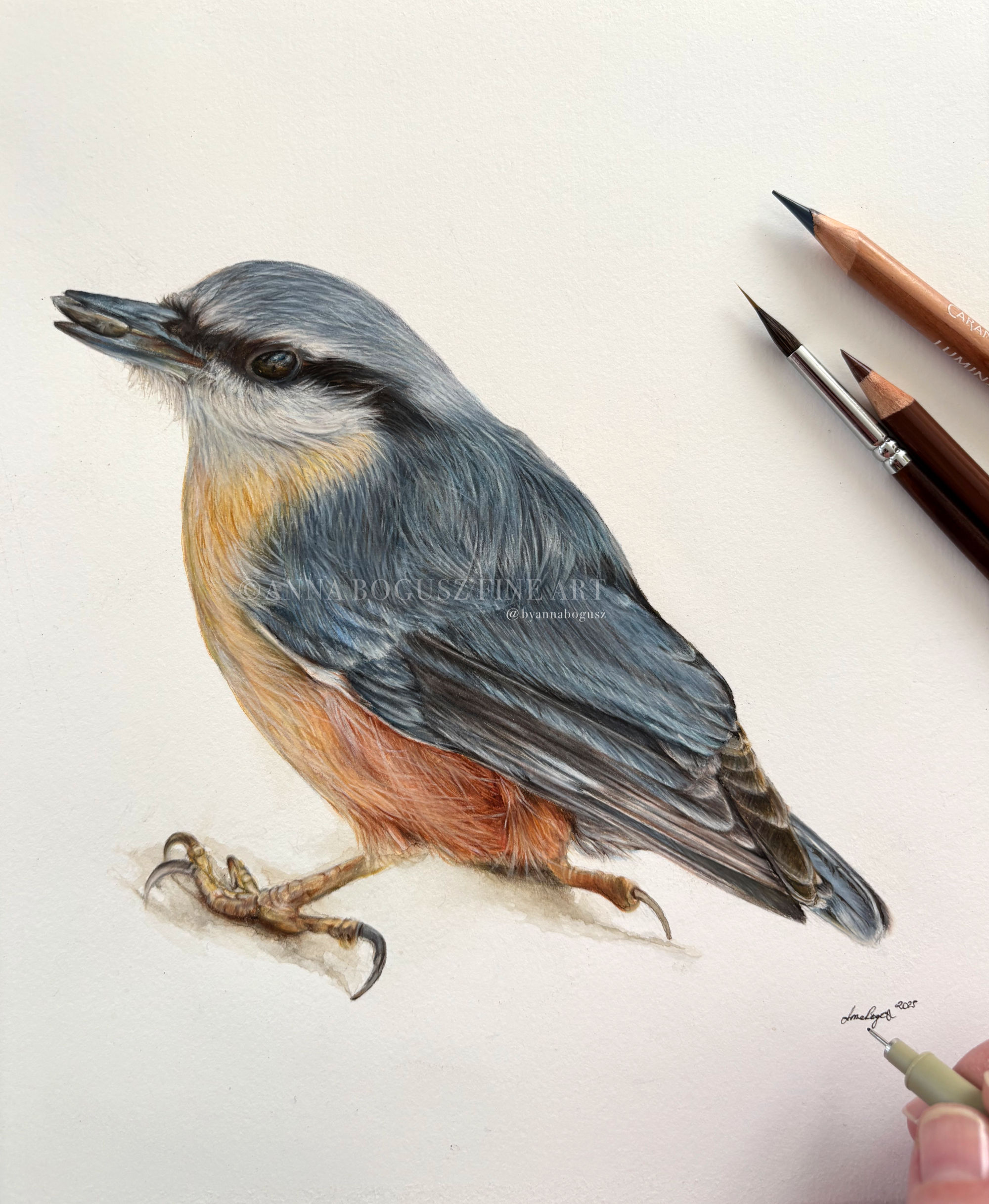 Nuthatch study in coloured pencil and watercolour by Anna Bogusz