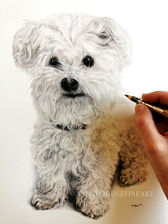 A portrait of a white Maltese dog created in coloured pencil by Anna Bogusz.
