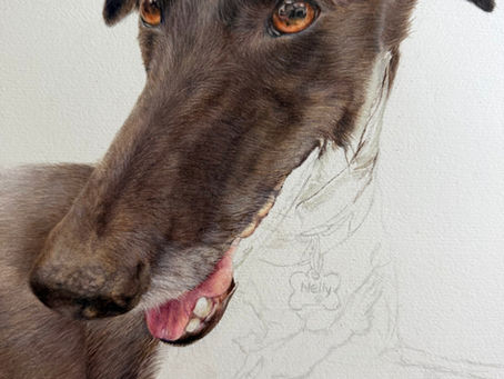 A dog portrait in progress