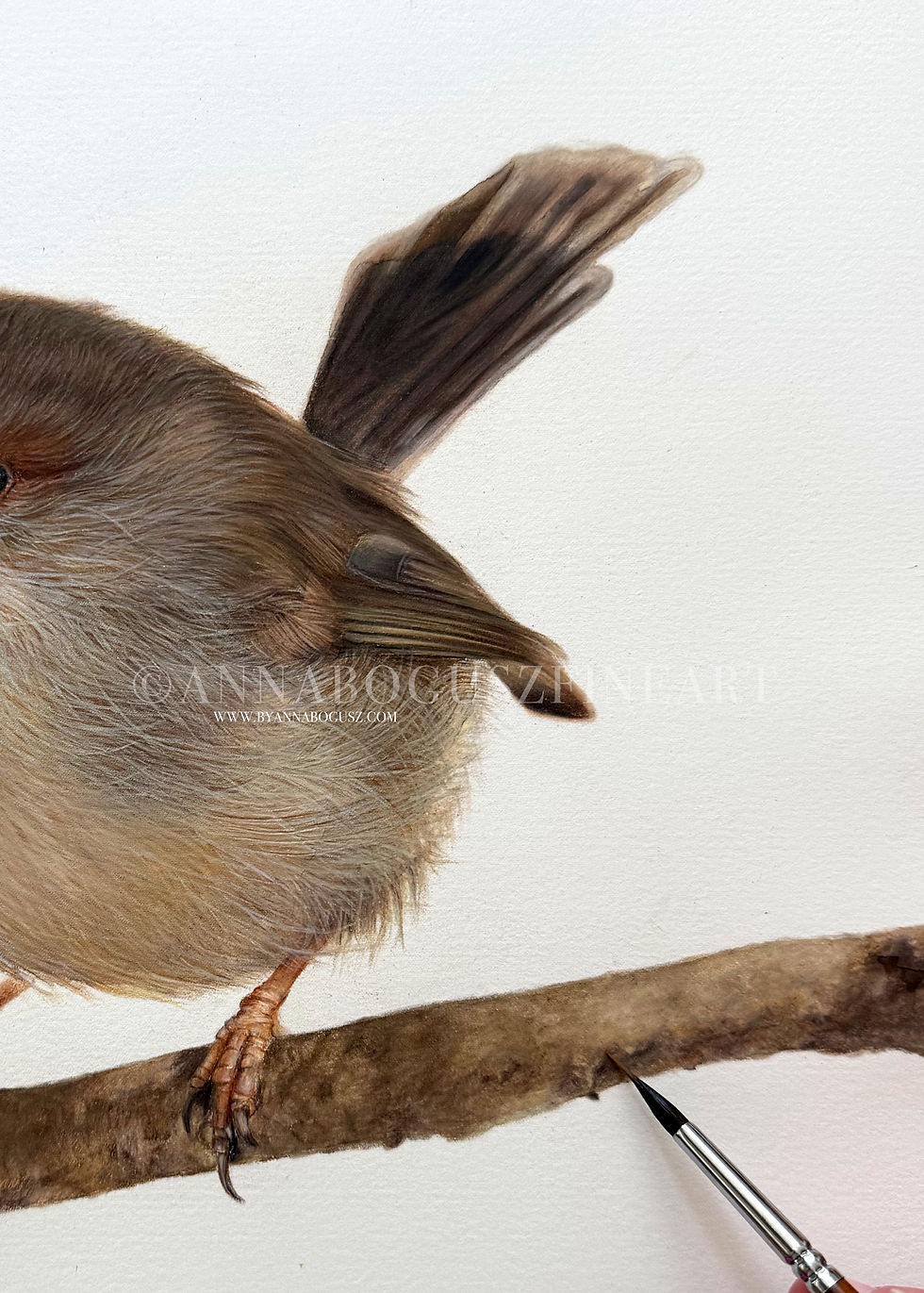 Thumbnail: A small superb fairy wren female perched on a branch study by Anna Bogusz