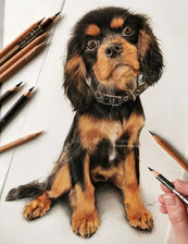 Kings Charles Cavalier Pup in coloured pencil, portrait by Anna Bogusz