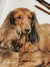 A portrait of a long-haired adult dog and a puppy nuzzling together by Anna Bogusz