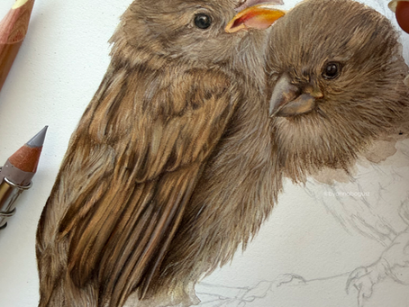 Sparrows Process Excerpt part 2 (26min)