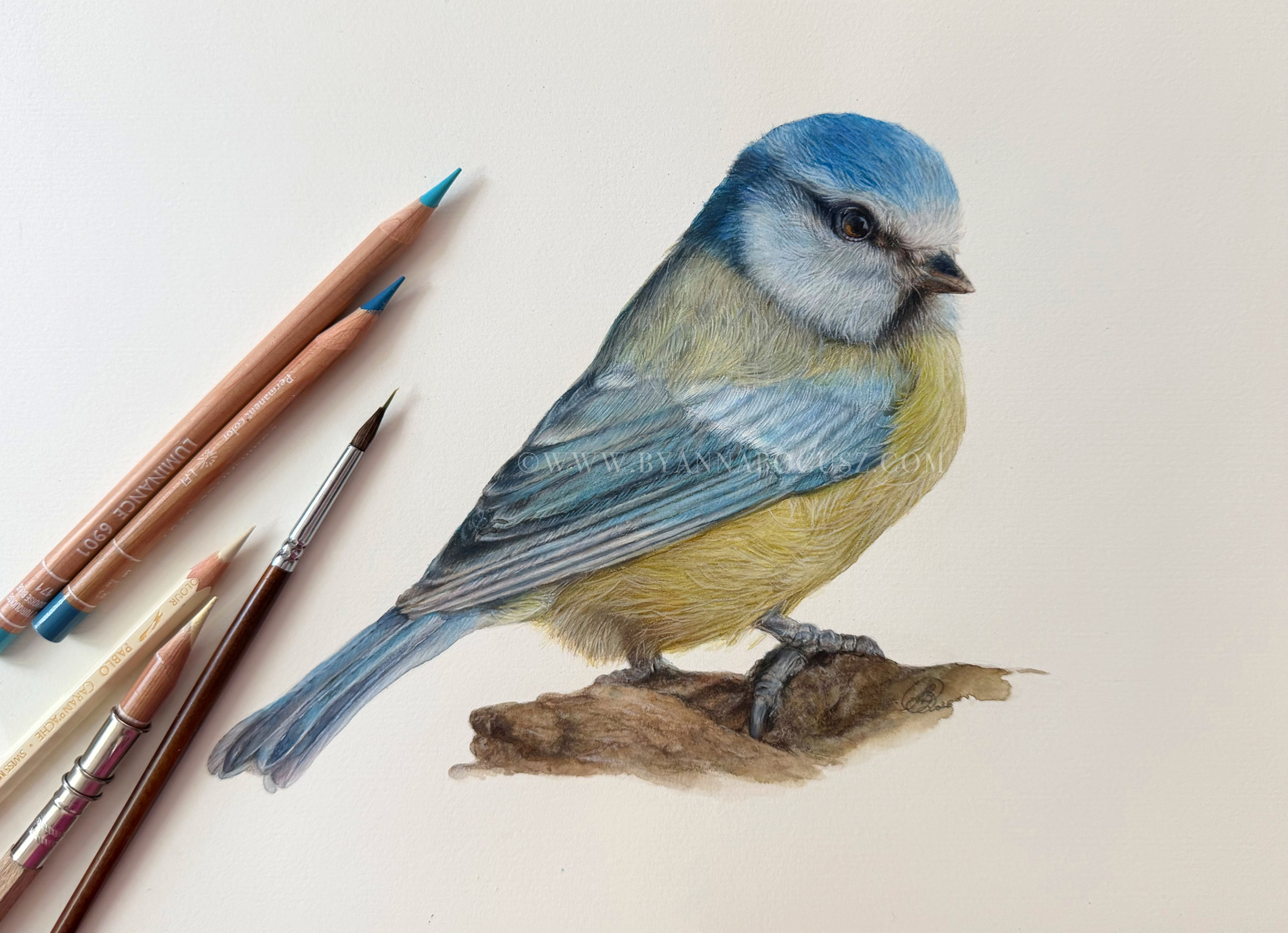 Blue Tit by Anna Bogusz A detailed finished fine art study