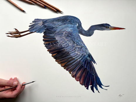 Flying Blue Heron study by Anna Bogusz
