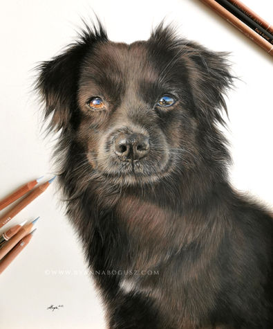 Realistic dog portrait in coloured pencil by Anna Bogusz.