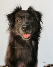 Small mixed-breed black and tan dog with tongue out, looking up at the camera