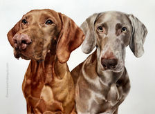 Vizsla and Weimaraner head and chest portrait in coloured pencil by Anna Bogusz.