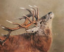 Red Deer in coloured pencil by Anna Bogusz.