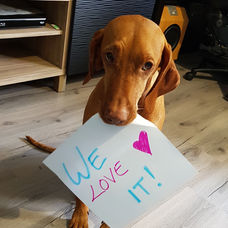 A vizsla holding a paper in its mouth that says ‘We Love It"