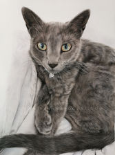 Realistic Russian cat drawing by Anna Bogusz
