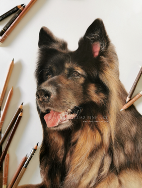 Realistic dog portrait in coloured pencil by Anna Bogusz