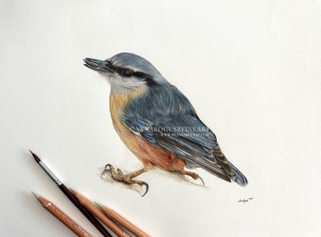 Nuthatch carrying a seed in his beak in coloured pencil and watercolour by Anna Bogusz.