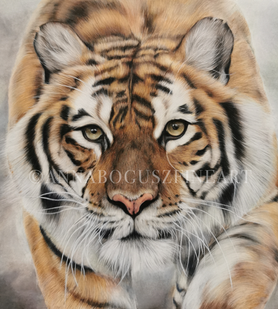 Bengal tiger in colored pencil by Anna Bogusz.