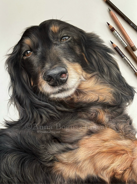 Portrait of a long-haired black and tan dachshund with a gentle expression. Created in coloured pencil by Anna Bogusz