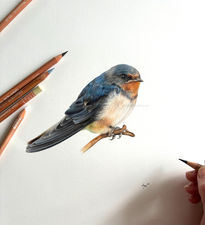 Swallow in coloured pencil.