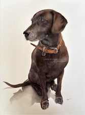 A brown dog portrait in coloured pencil and watercolour by Anna Bogusz