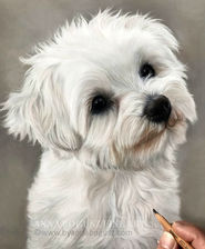 A portrait of a white Maltese dog created in pastels by Anna Bogusz.