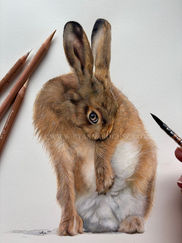 Hare sitting and cleaning his paw in coloured pencil and watercolor.

AVAILABLE