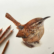 WREN
