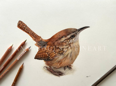Wren study no. 2 in coloured pencil by Anna Bogusz