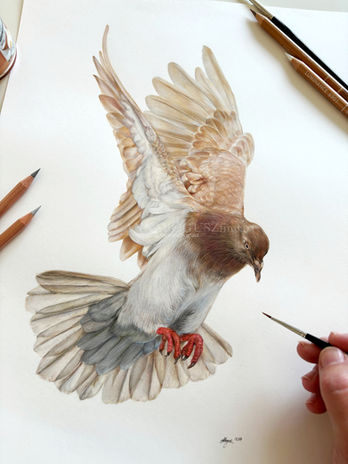 Pigeon study in coloured pencil and watercolour by Anna Bogusz.