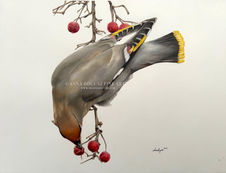 Waxwing picking a berry, coloured pencil and watercolour.