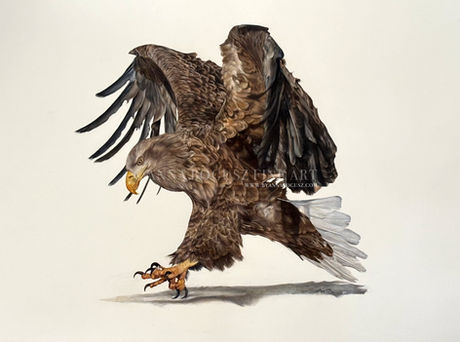 A realistic eagle landing with its wings spread by Anna Bogusz.