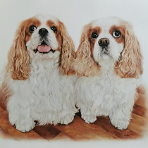 Two king Charles spaniel