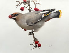 Waxwing picking a berry, coloured pencil and watercolour.