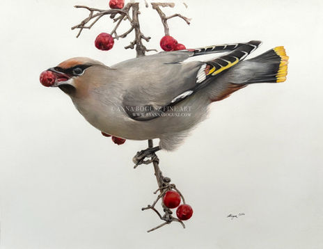 Waxwing picking a berry, coloured pencil and watercolour study by Anna Bogusz.
