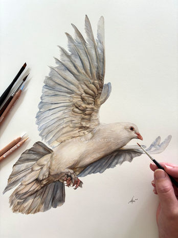 Dove study in coloured pencil and watercolour by Anna Bogusz.