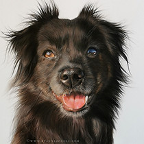 Black dog portrait in coloured pencil by Anna Bogusz