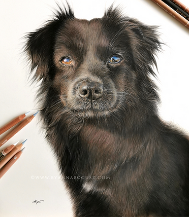 A coloured pencil portrait of a black dog, looking up at the camera.