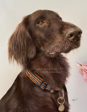 A portrait of Chocolate Labrador Retriever sitting upright in profile against a light background. A dog is wearing a striped collar with a tag.
