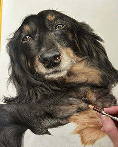 Dog portrait in progress