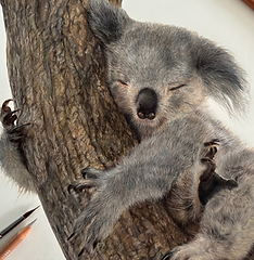koala study in coloured pencil and watercolour_edited.png