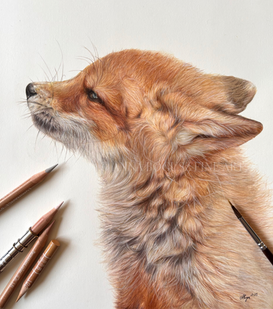 Fox cub in coloured pencil and watercolour.