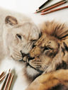 Lions couple in coloured pencil by Anna Bogusz.