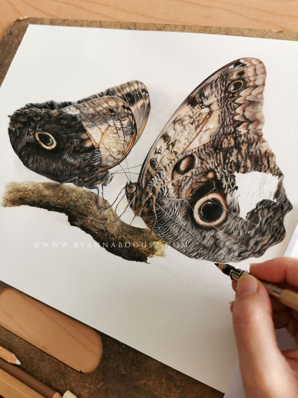 Thumbnail: Butterfly study 'Caligo Memnon'  in progress